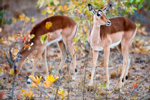 남아 프리 카 공화국에 impalas — 스톡 사진