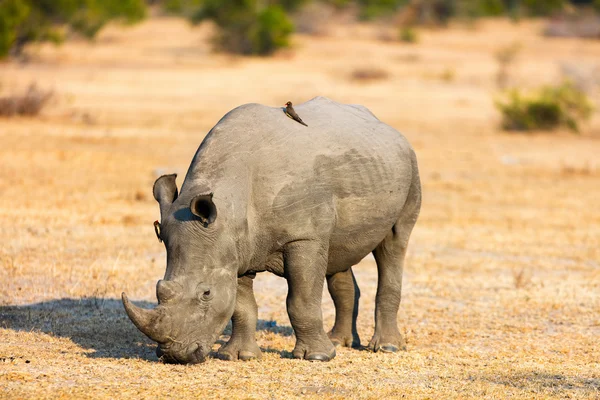 Rinoceronte bianco nel parco safari — Foto Stock