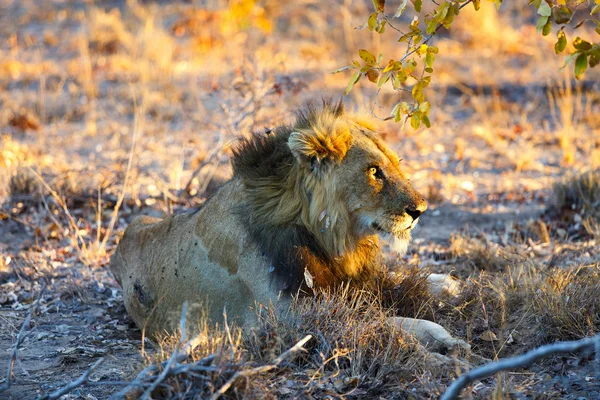 Mannetjes leeuw in Afrika — Stockfoto