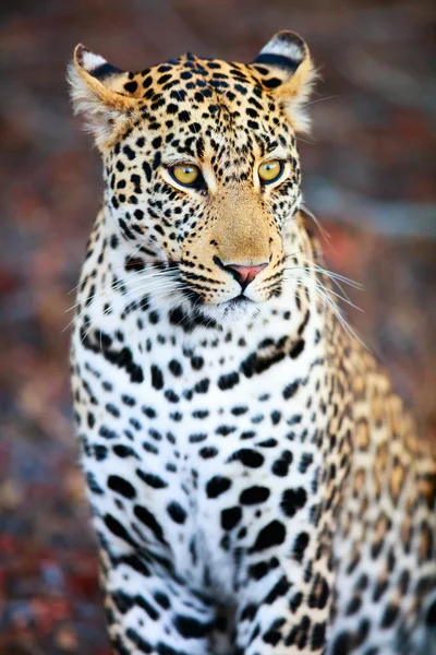 Jovem leopardo masculino — Fotografia de Stock