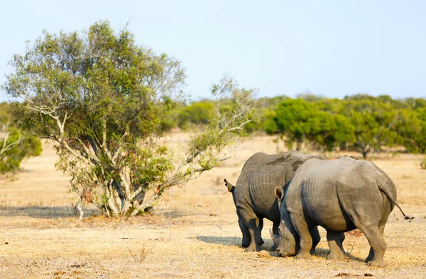 White rhinos in safari park — Stock Photo, Image