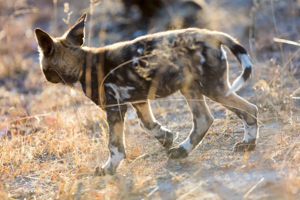 Afrykański dziki pies szczeniak — Zdjęcie stockowe
