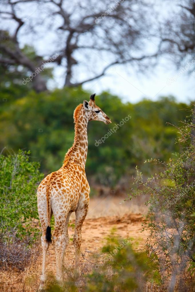 Baby Giraffe in South Africa — Stock Photo © shalamov 120996540
