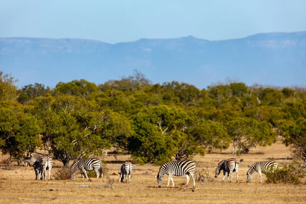 Zebralar safari Park — Stok fotoğraf