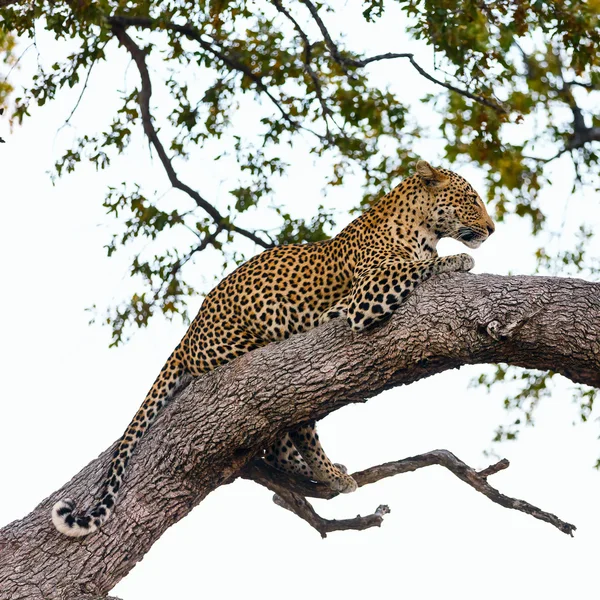 Leopard-ra egy fa — Stock Fotó