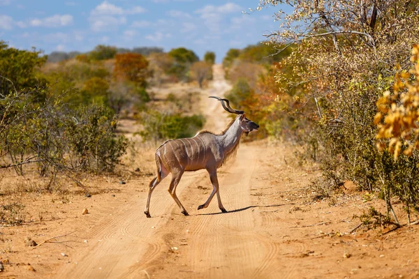 Kudu w Afryce Południowej — Zdjęcie stockowe