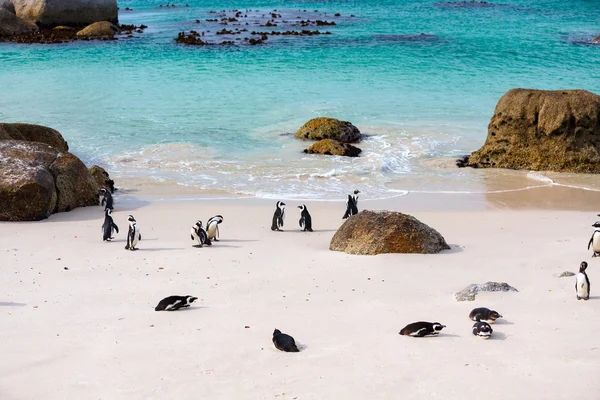 Pingüinos africanos cerca de Ciudad del Cabo — Foto de Stock