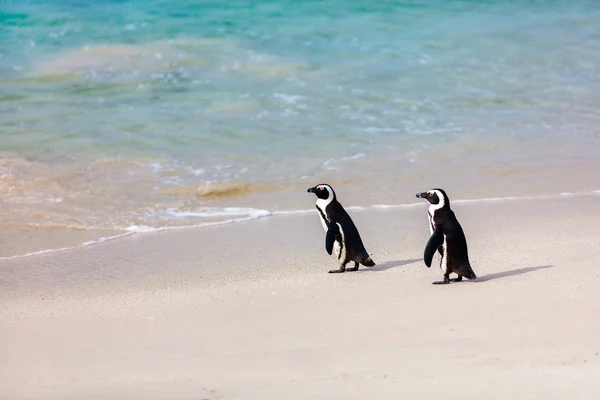 Pinguins africanos perto da Cidade do Cabo — Fotografia de Stock