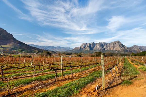 Paisaje de viñedos en Ciudad del Cabo — Foto de Stock