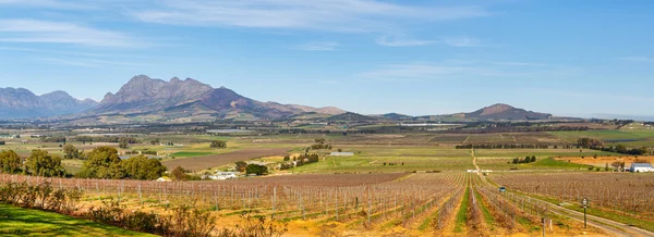 Wijngaarden landschap in Kaapstad — Stockfoto