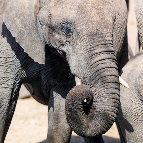Slon zblízka — Stock fotografie