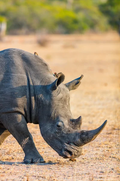 Rinoceronte bianco nel parco safari — Foto Stock