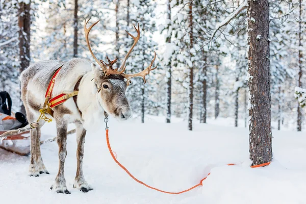 Reindeer safari in Finland — Stock Photo, Image