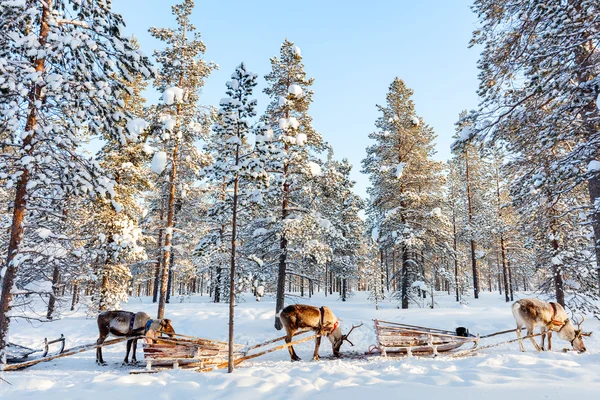 Rentiersafari in Finnland — Stockfoto