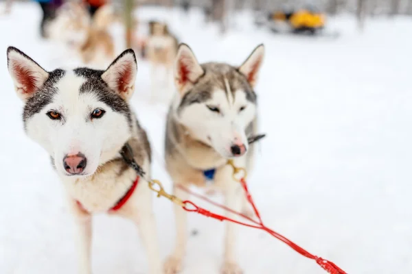 Safari Husky in Finlandia — Foto Stock