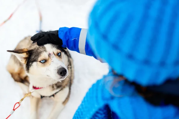 Holčička s husky pes — Stock fotografie