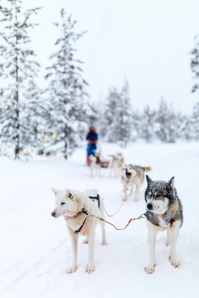 Husky safari ve Finsku — Stock fotografie