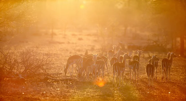 Impalas em África do Sul — Fotografia de Stock