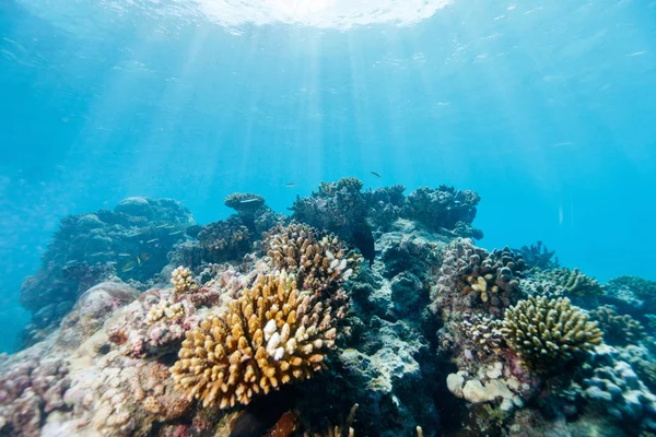 Коралловый риф под водой — стоковое фото
