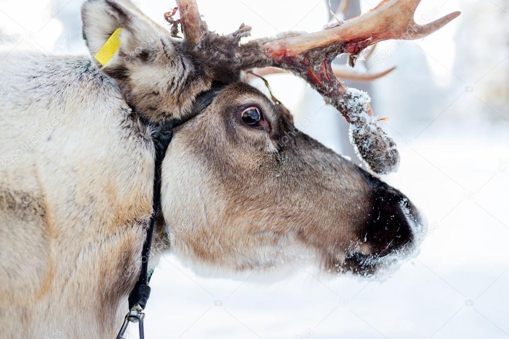 Reindeer safari in Finland