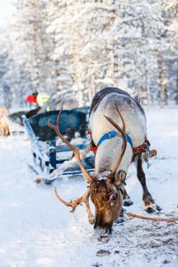Reindeer safari in Finland clipart