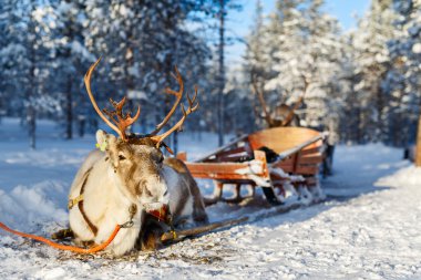 Reindeer safari in Finland clipart
