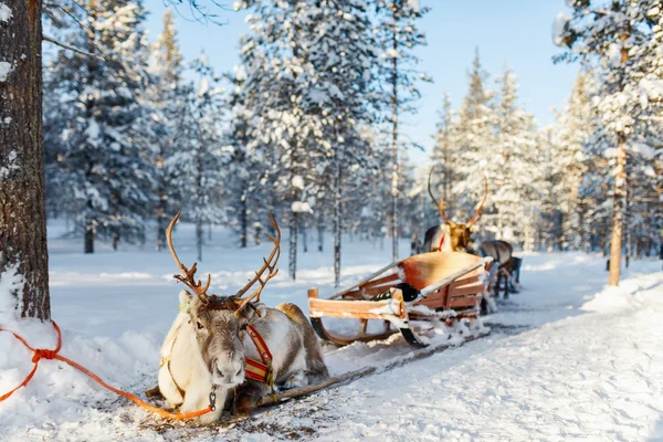 Safari de renos en Finlandia — Foto de Stock