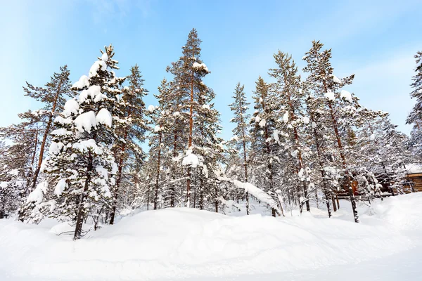 Paisagem de inverno na Lapônia — Fotografia de Stock