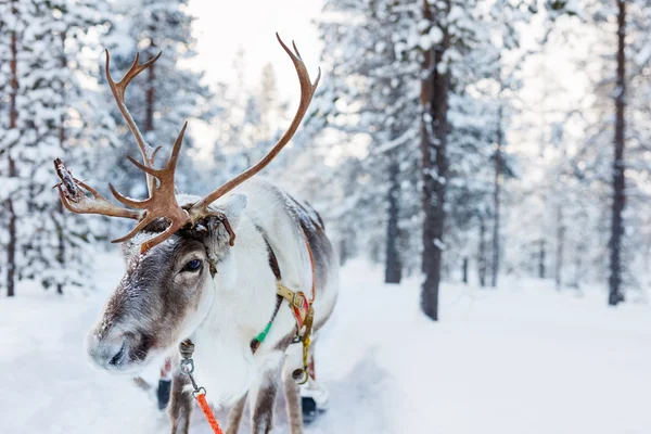 Reindeer safari in Finland — Stock Photo, Image