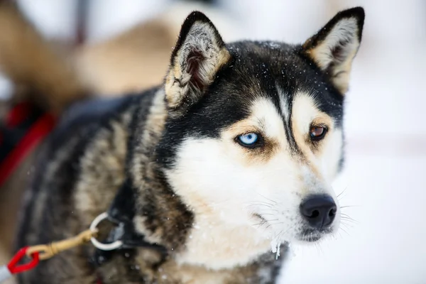 Safari Husky en Finlandia —  Fotos de Stock