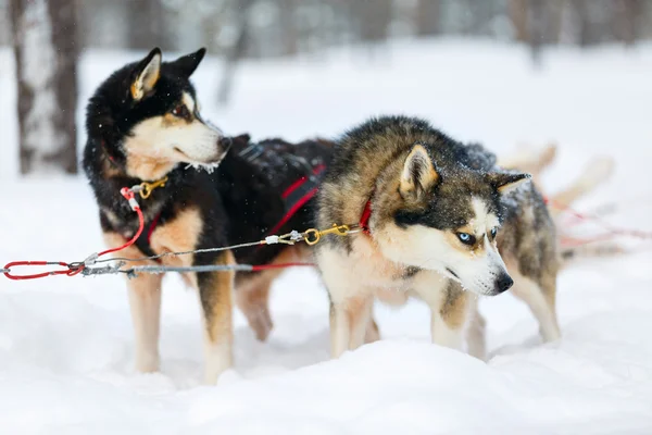 Husky safari in Finland — Stockfoto