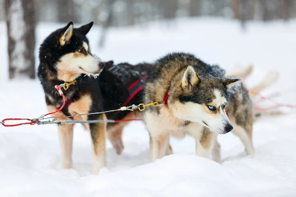 Husky safari у Фінляндії — стокове фото