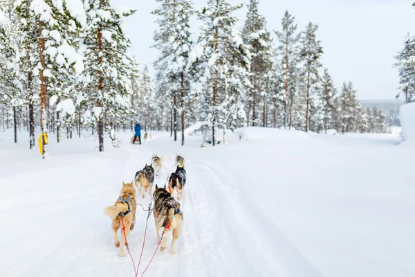 핀란드에서 허스키 사파리 — 스톡 사진