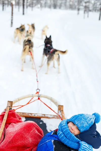 Husky safari ve Finsku — Stock fotografie