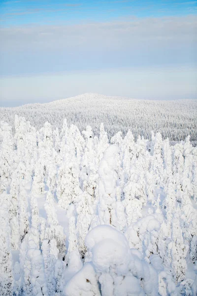 Majestatyczny Zimowy Krajobraz Pokrytymi Śniegiem Drzewami Laponii — Zdjęcie stockowe