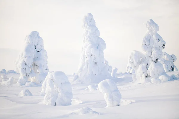 芬兰拉普兰美丽的冬季风景 雪地覆盖着树木 — 图库照片