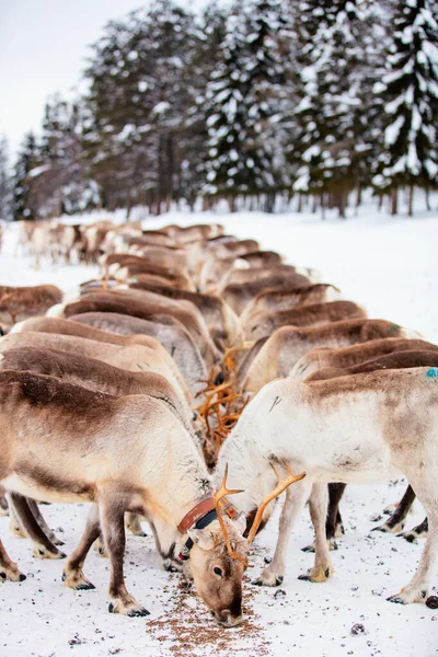 Renbesättning Lantgård Lappland Vinterdagen — Stockfoto