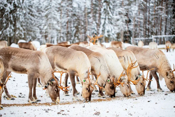 Αγέλη Ταράνδων Εκμετάλλευση Στη Λαπωνία Της Φινλανδίας Χειμερινή Ημέρα — Φωτογραφία Αρχείου