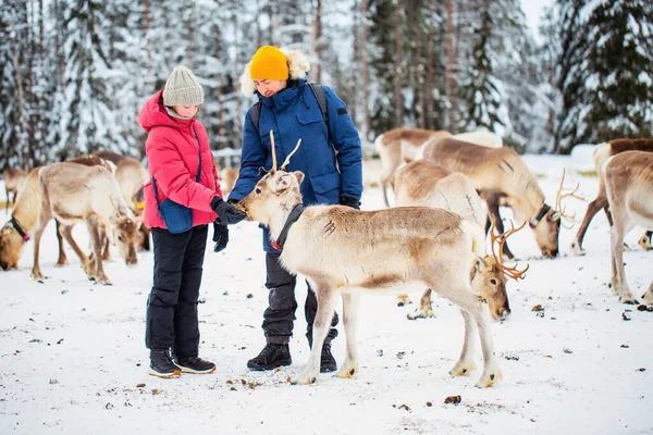 Familie Aus Vater Und Tochter Füttert Rentiere Sonnigen Wintertagen Lappland — Stockfoto