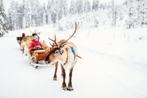 Bambini Adolescenti Safari Renne Nella Foresta Invernale Lapponia Finlandia — Foto Stock