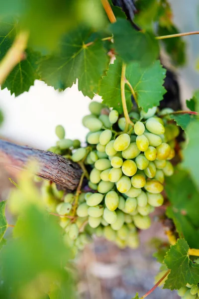 Rama Uva Blanca Madura Viñedo —  Fotos de Stock