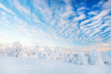 Majestic winter landscape with snow covered trees in Lapland Finland clipart