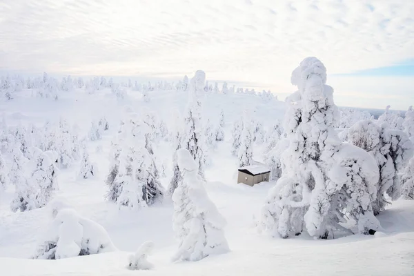 芬兰拉普兰美丽的冬季风景 雪地覆盖着树木 — 图库照片