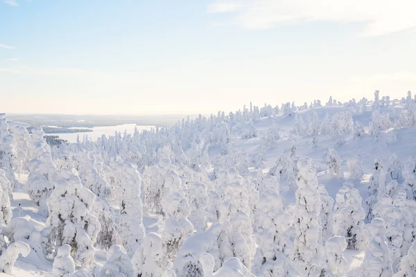 芬兰拉普兰美丽的冬季风景 雪地覆盖着树木 — 图库照片