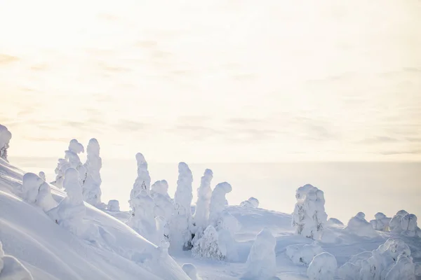 Μεγαλοπρεπές Χειμερινό Τοπίο Χιονισμένα Δέντρα Στη Λαπωνία Της Φινλανδίας — Φωτογραφία Αρχείου
