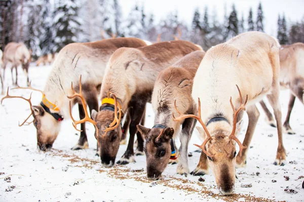冬の日にフィンランドのラップランドの農場でトナカイの群れ — ストック写真
