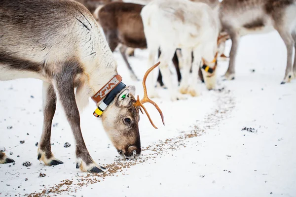 Mandria Renne Fattoria Lapponia Finlandia Giorno Inverno — Foto Stock