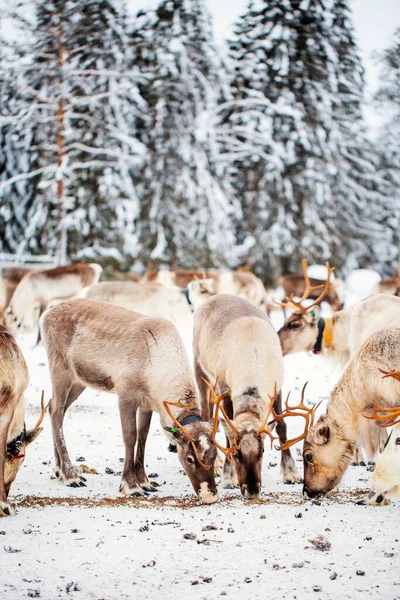 Herd Reindeer Farm Lapland Finland Winter Day — Stock Photo, Image