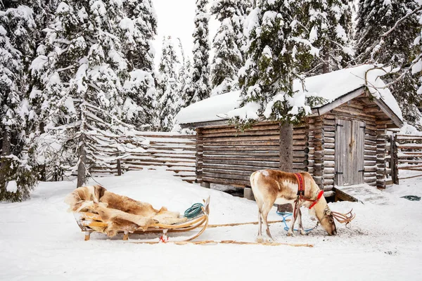 Renas Lado Cabine Madeira Uma Floresta Inverno Lapônia Finlandesa — Fotografia de Stock