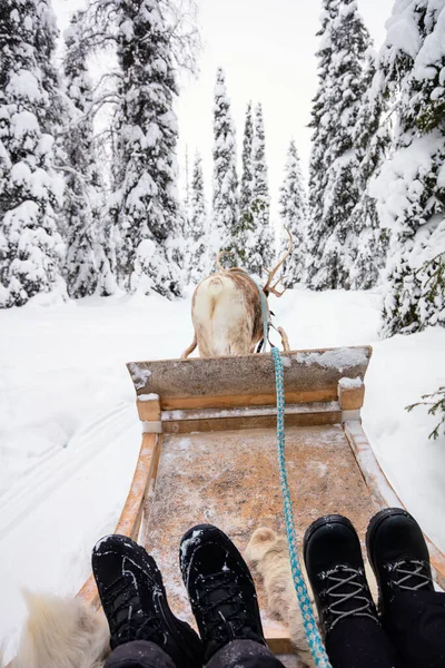 Safari Rennes Dans Une Belle Forêt Hiver Laponie Finlandaise — Photo